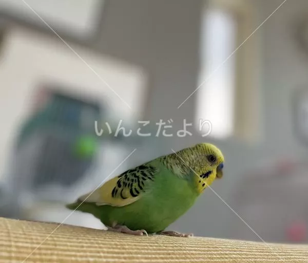迷い鳥の写真