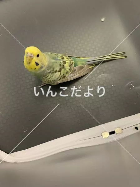 保護鳥の写真
