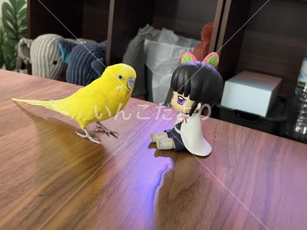 迷い鳥の写真