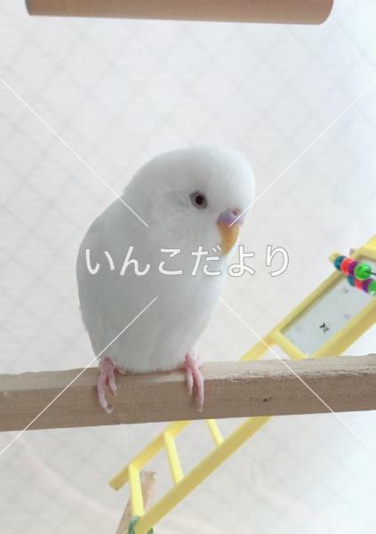 迷い鳥の写真