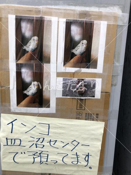 保護鳥の写真