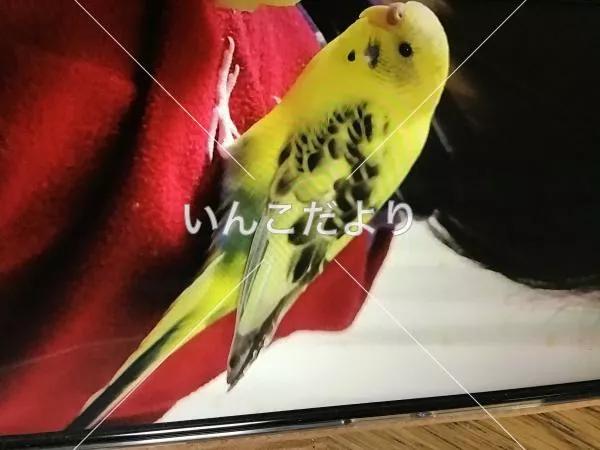 迷い鳥の写真