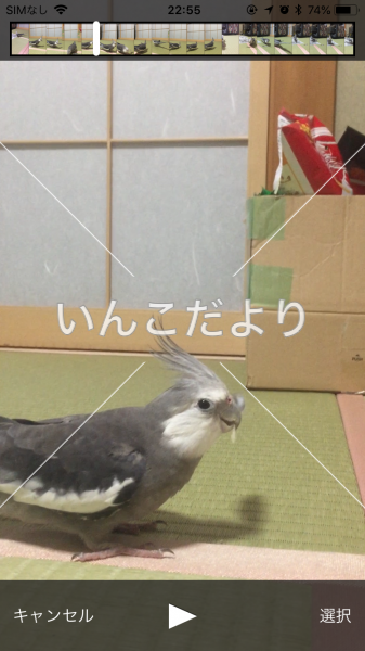 迷い鳥の写真