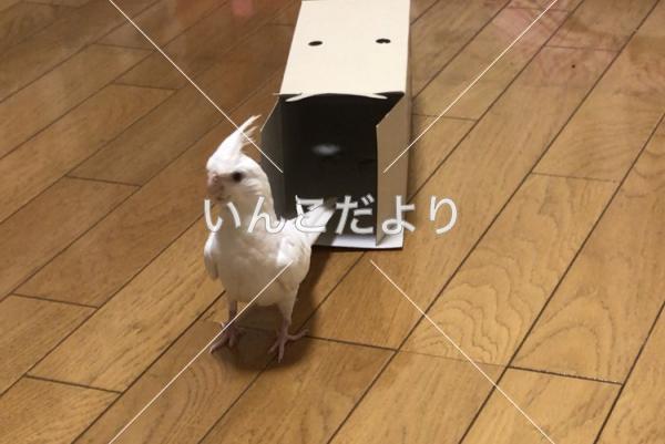 迷い鳥の写真