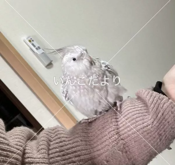 保護鳥の写真