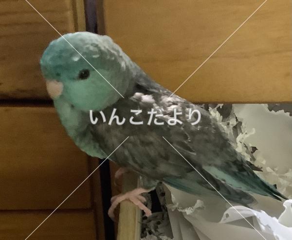 迷い鳥の写真