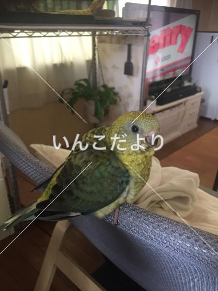 迷い鳥の写真