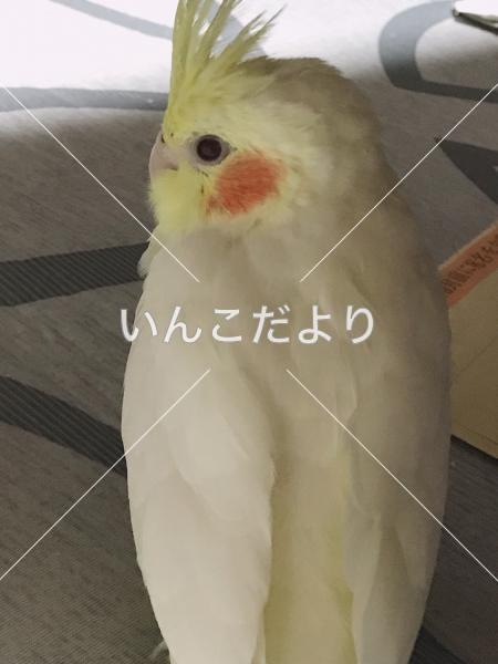 迷い鳥の写真