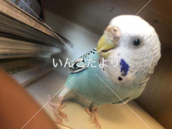 迷い鳥の写真