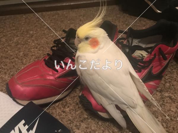 迷い鳥の写真