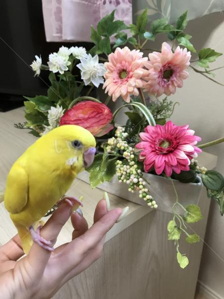 迷い鳥の写真