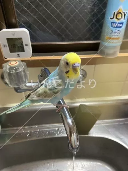 保護鳥の写真