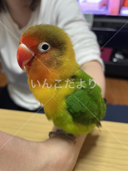 迷い鳥の写真