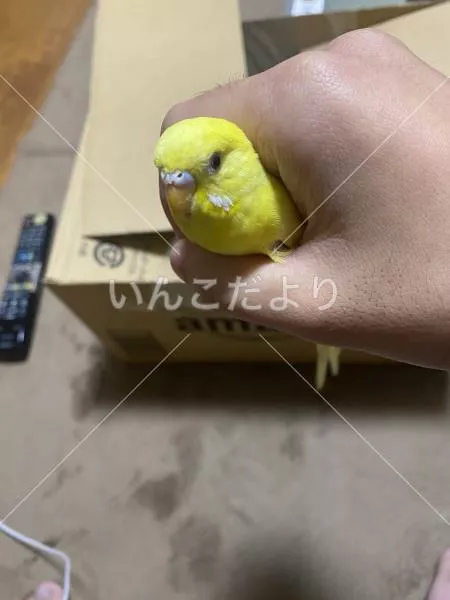 保護鳥の写真