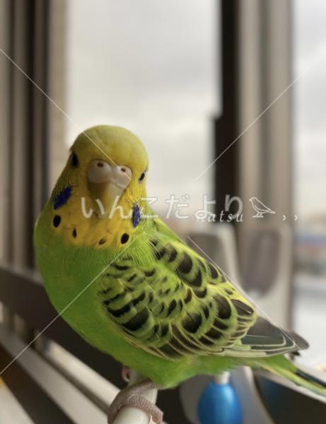 迷い鳥の写真
