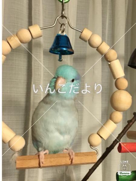 迷い鳥の写真