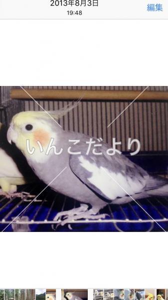 迷い鳥の写真