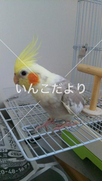 迷い鳥の写真