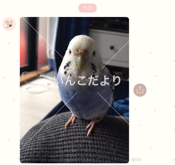 迷い鳥の写真