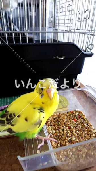 保護鳥の写真