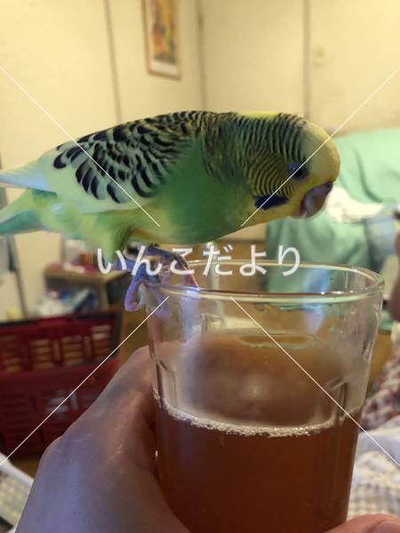 迷い鳥の写真