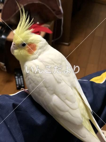 迷い鳥の写真