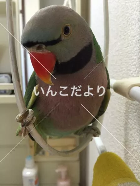 迷い鳥の写真