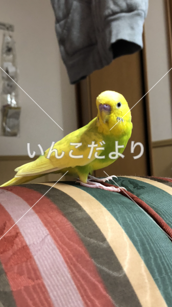 迷い鳥の写真