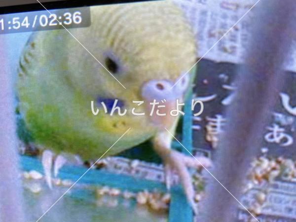 迷い鳥の写真