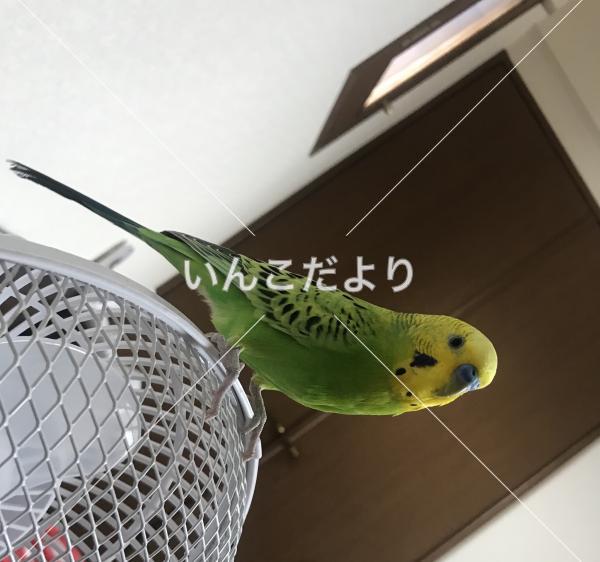 迷い鳥の写真
