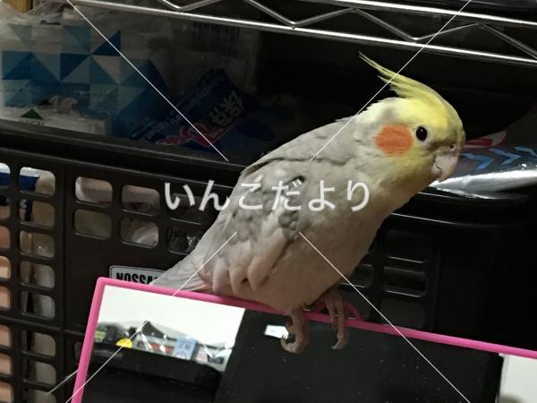 迷い鳥の写真