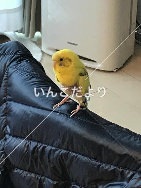 迷い鳥の写真