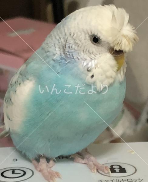 迷い鳥の写真