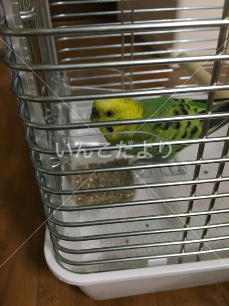 保護鳥の写真