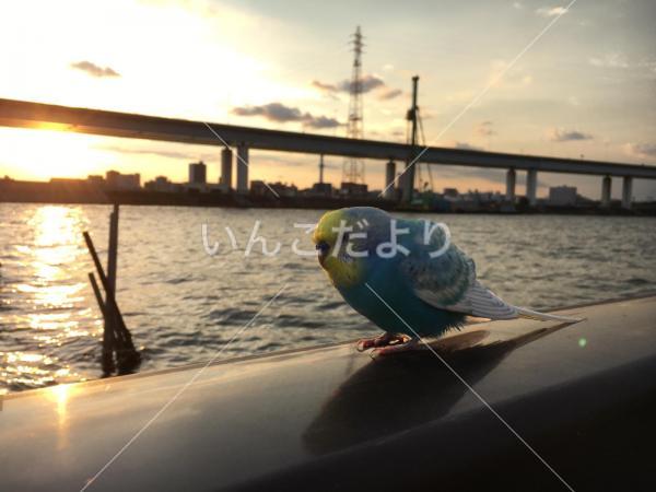 保護鳥の写真