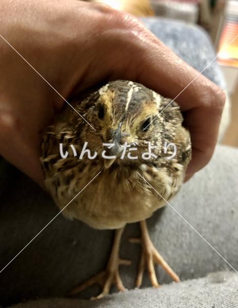 迷い鳥の写真