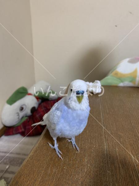 迷い鳥の写真
