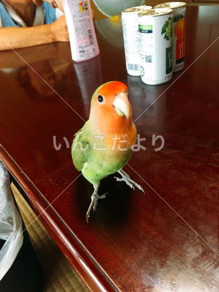 迷い鳥の写真