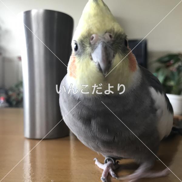 迷い鳥の写真