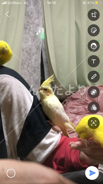迷い鳥の写真