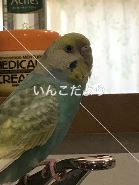 迷い鳥の写真