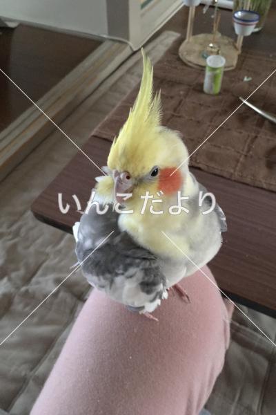 迷い鳥の写真