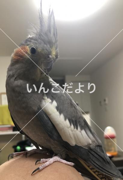 迷い鳥の写真