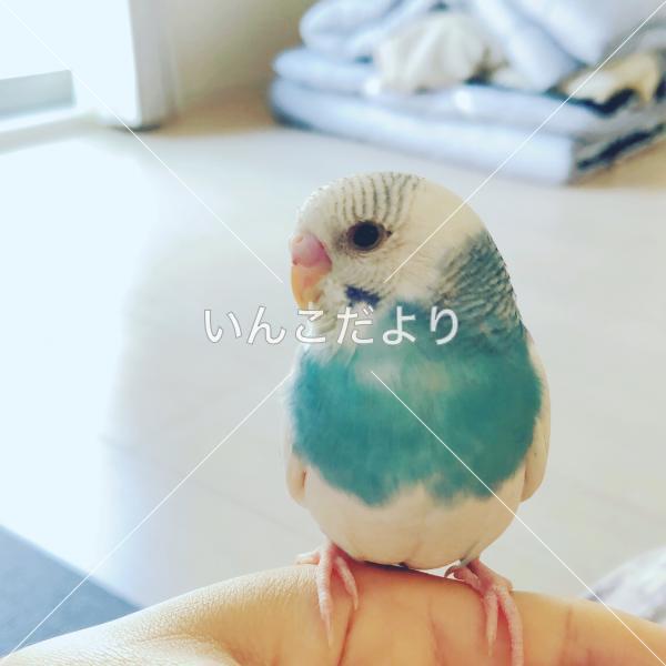 迷い鳥の写真