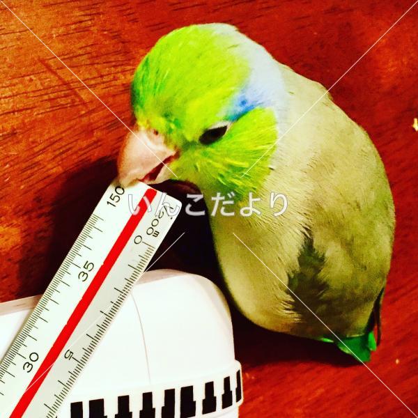 迷い鳥の写真