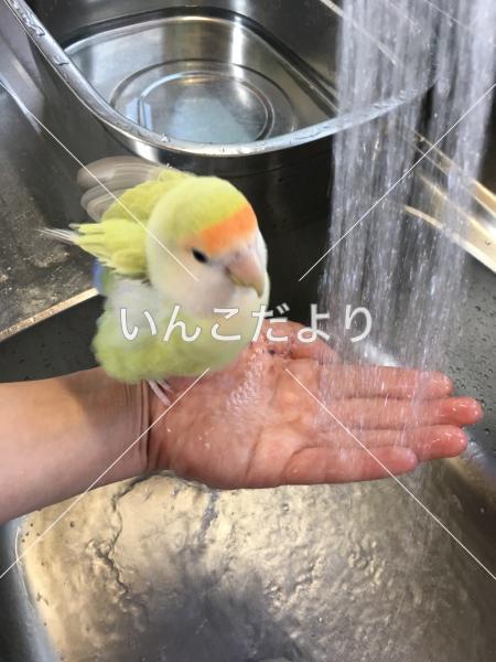 迷い鳥の写真