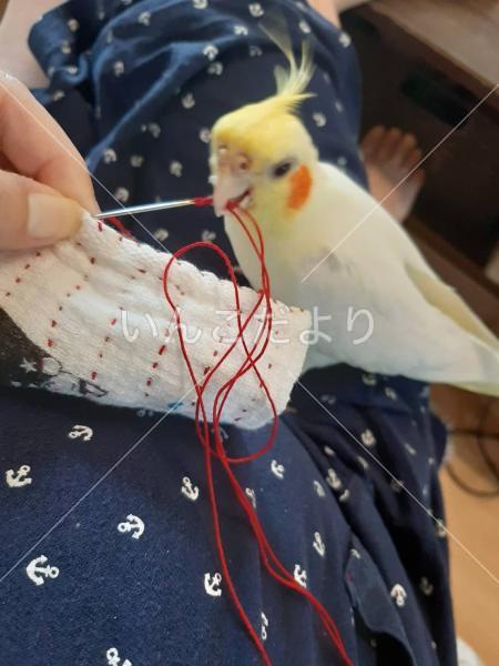 迷い鳥の写真