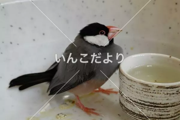 保護鳥の写真