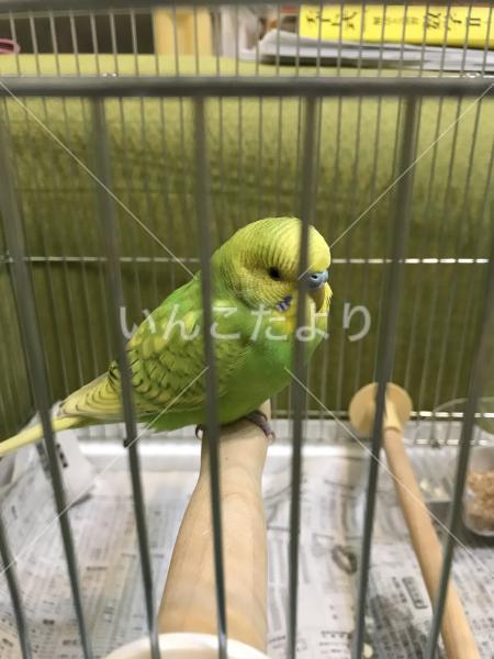保護鳥の写真