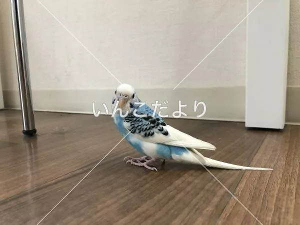 保護鳥の写真